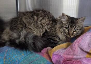 Domestic Long Hair Cats Available for Adoption in Norco, California - DAPHNE | PetCurious