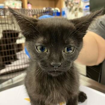 Miso -  Domestic Short Hair Cat for Adoption in Las Cruces, New Mexico - Miso | PetCurious
