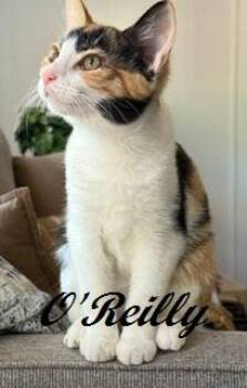 Rescue Calico Cats for Adoption in Southern Pines, North Carolina - O