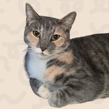 Storm -  Domestic Short Hair Cat for Adoption in Reno, Nevada - Storm | PetCurious