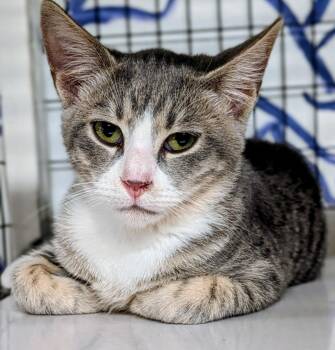 Pax -  Domestic Short Hair Cat for Adoption in St. Augustine, Florida - Pax | PetCurious