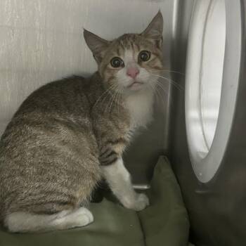 Capri -  Domestic Short Hair Cat for Adoption in Newark, New Jersey - Capri | PetCurious