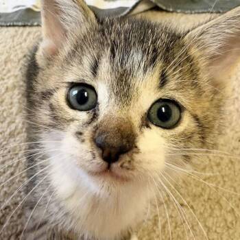 Luchador -  Domestic Short Hair Cat for Adoption in Carencro, Louisiana - Luchador | PetCurious