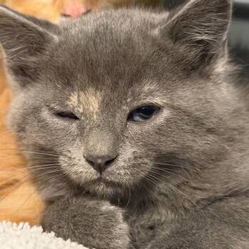 Lolo -  Domestic Short Hair Cat Available for Adoption in Idaho Falls, Idaho - Lolo | PetCurious