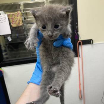 Racheal -  Domestic Short Hair Cat for Adoption in Galveston, Texas - Racheal | PetCurious