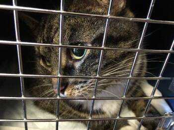 Domestic Short Hair Cats Available for Adoption - Darling | PetCurious