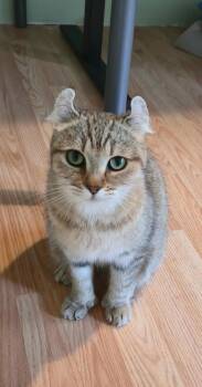 Athena -  Highland Fold Cat for Adoption in Montreal, Quebec - Athena | PetCurious