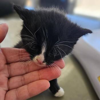 Domestic Short Hair Cats Available for Adoption in Montgomery, Alabama - Libra | PetCurious