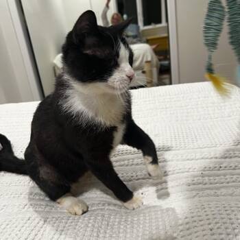 Domestic Short Hair Cats Available for Adoption in Syosset, New York - Louie | PetCurious