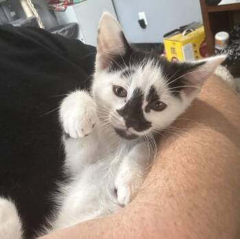 Simon -  Domestic Short Hair Cat for Adoption in Macomb, Michigan - Simon | PetCurious