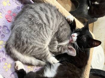 Rescue Domestic Short Hair Cats for Adoption in Mount Airy, Maryland - Julianna And Jared | PetCurious