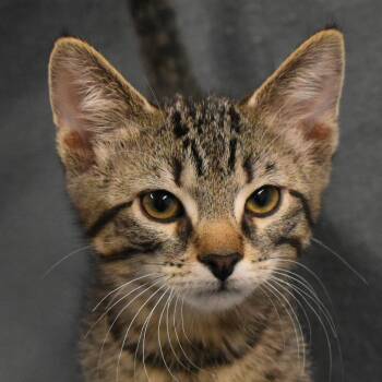 Oberon -  Domestic Short Hair Cat for Adoption in Auburn, Nebraska - Oberon | PetCurious