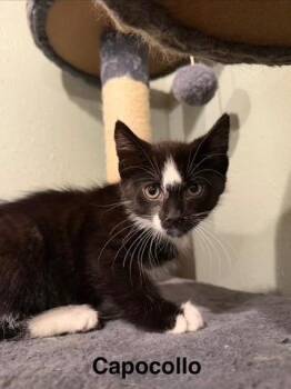 Capocollo -  Domestic Short Hair Cat for Adoption in Cloquet, Minnesota - Capocollo | PetCurious