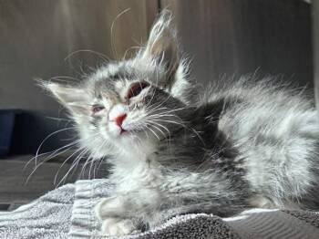 A1048461 -  Domestic Short Hair Cat for Adoption in Martinez, California - A1048461 | PetCurious