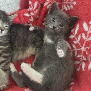 Domestic Short Hair Cats Available for Adoption in Reisterstown, Maryland - HeidiK (paired With A Sibling) | PetCurious