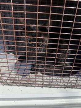 A661117 -  Domestic Short Hair Cat for Adoption in Houston, Texas - A661117 | PetCurious