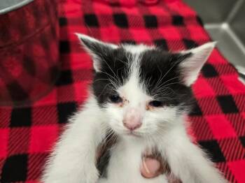 Havarti -  Domestic Short Hair Cat Available for Adoption in Douglasville, Georgia - Havarti | PetCurious