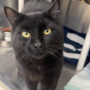 Blanco -  Domestic Short Hair Cat for Adoption in Winchendon, Massachusetts - Blanco | PetCurious