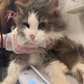 Lakota -  Domestic Medium Hair Cat for Adoption in Charleston, West Virginia - Lakota | PetCurious