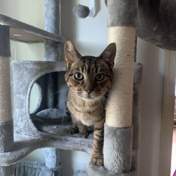 Sport -  Domestic Short Hair Cat for Adoption in Ruther Glen, Virginia - Sport | PetCurious
