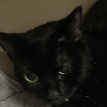 Beauty -  Domestic Short Hair Cat for Adoption in Marion, Illinois - Beauty | PetCurious