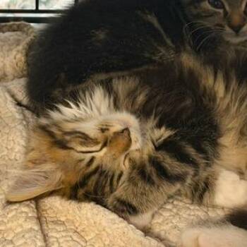 Katmai -  Domestic Medium Hair Cat Available for Adoption in Cumming, Georgia - Katmai | PetCurious