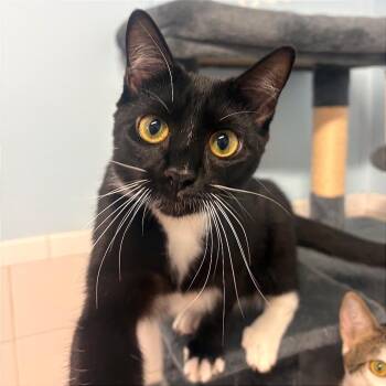 Stevie Nicks -  Domestic Short Hair Cat for Adoption in Fort Lauderdale, Florida - Stevie Nicks | PetCurious