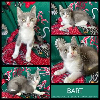 Bart -  Domestic Short Hair Cat for Adoption in Corpus Christi, Texas - Bart | PetCurious