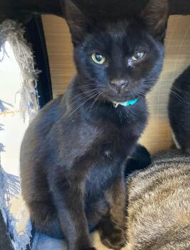 Licorice -  Domestic Short Hair Cat for Adoption in Eureka, California - Licorice | PetCurious