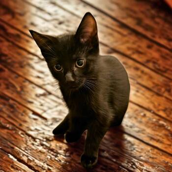 Rescue Domestic Short Hair Cats for Adoption in Dallas, Texas - Astra | PetCurious