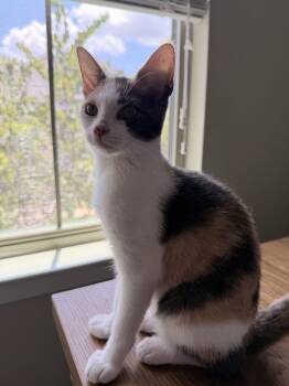 Isabella C -  Domestic Short Hair Cat for Adoption in Rosenberg, Texas - Isabella C | PetCurious