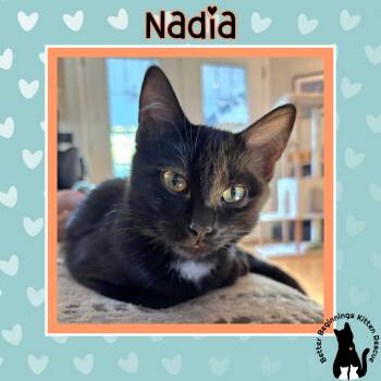 Domestic Short Hair Cats Available for Adoption in Barrière, British Columbia - Nadia | PetCurious