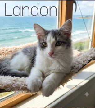Landon -  Domestic Medium Hair Cat for Adoption in Monrovia, California - Landon | PetCurious