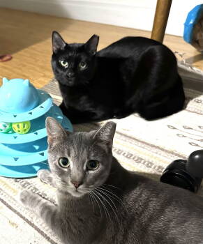 Rescue Bombay Cats for Adoption - Cosmo And Luna | PetCurious