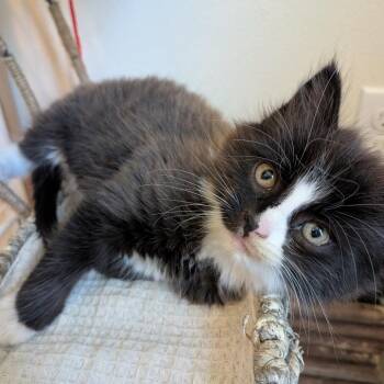 Smokey -  Domestic Medium Hair Cat for Adoption in Cathlamet, Washington - Smokey | PetCurious