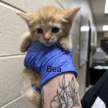 Domestic Medium Hair Cats Available for Adoption in Jacksboro, Tennessee - Bea | PetCurious