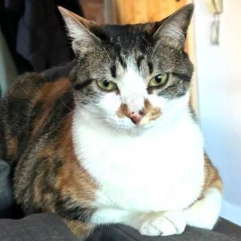 Domestic Short Hair Cats Available for Adoption - Basil | PetCurious