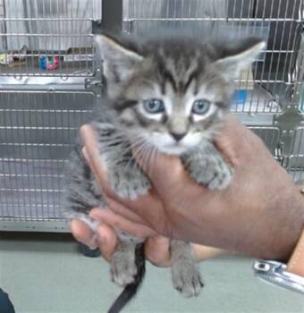 Domestic Medium Hair Cats Available for Adoption in Salinas, California - BANX | PetCurious