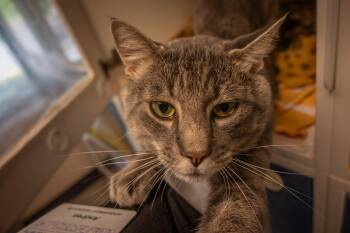 Anchovy -  Domestic Short Hair Cat for Adoption in Bellingham, Washington - Anchovy | PetCurious