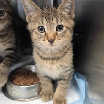 Queso -  Domestic Short Hair Cat for Adoption in Warwick, Rhode Island - Queso | PetCurious