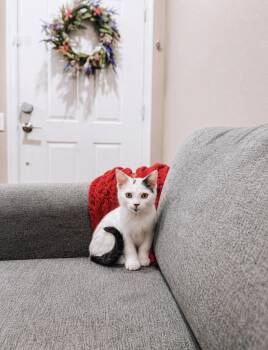 Miny -  Domestic Short Hair Cat for Adoption in Goodyear, Arizona - Miny | PetCurious