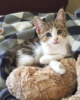 Raina -  Domestic Short Hair and Tabby Cat for Adoption in Savannah, Georgia - Raina | PetCurious