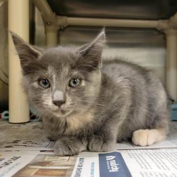 Mage Hand -  Domestic Short Hair Cat for Adoption in Columbia, Missouri - Mage Hand | PetCurious