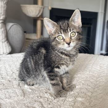 Mary Eliza -  Domestic Short Hair Cat for Adoption in Alexandria, Virginia - Mary Eliza | PetCurious