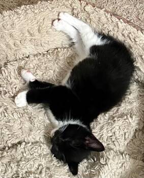 Domestic Short Hair Cats Available for Adoption in Greencastle, Indiana - Cinderella | PetCurious