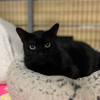 Eugene -  Domestic Short Hair Cat for Adoption in Houston, Texas - Eugene | PetCurious