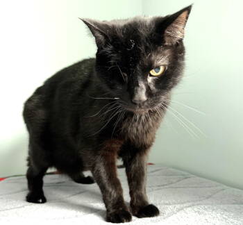 Rescue Domestic Short Hair Cats for Adoption in Springfield, Oregon - Fwank | PetCurious