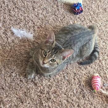 Bandit ARC2026-470 -  Domestic Short Hair Cat for Adoption in Akron, New York - Bandit ARC2026-470 | PetCurious