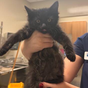 Dusk -  Domestic Medium Hair Cat for Adoption in Reno, Nevada - Dusk | PetCurious