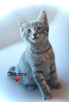 Chance -  Domestic Short Hair Cat for Adoption in Dansville, New York - Chance | PetCurious